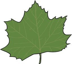 Sycamore