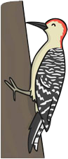 Woodpecker