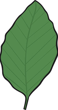Beech-Leaf
